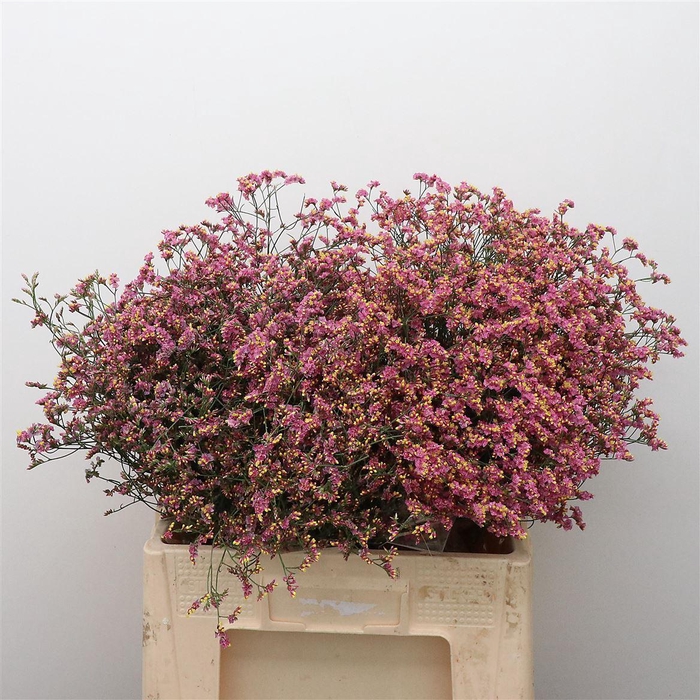<h4>Limonium Joy Red</h4>