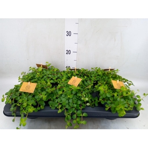 Peperomia rotundifolia