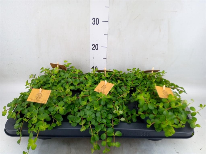 <h4>Peperomia rotundifolia</h4>