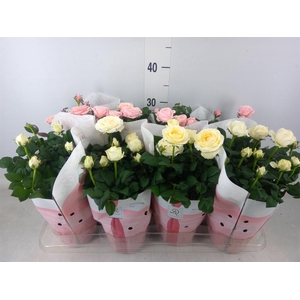 Rosa  'Infinity'   ...mix