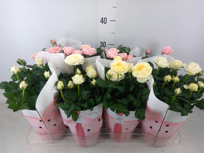 <h4>Rosa  'Infinity'   ...mix</h4>