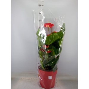 Anthurium andr. 'Madural'