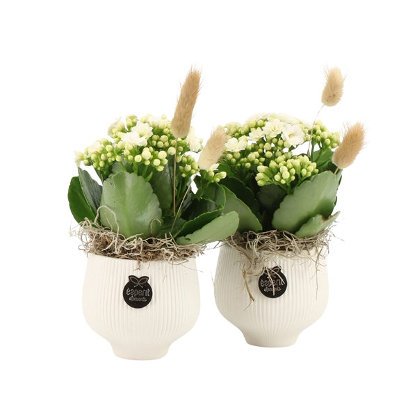 <h4>Arrangementen kamerplanten 6%</h4>