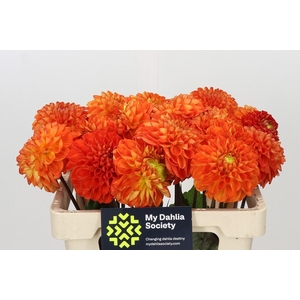 Dahlia Tropical Summer