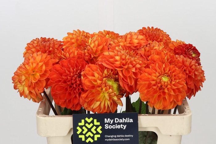 <h4>Dahlia Tropical Summer</h4>