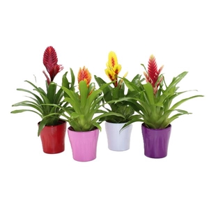 Bromelia variés