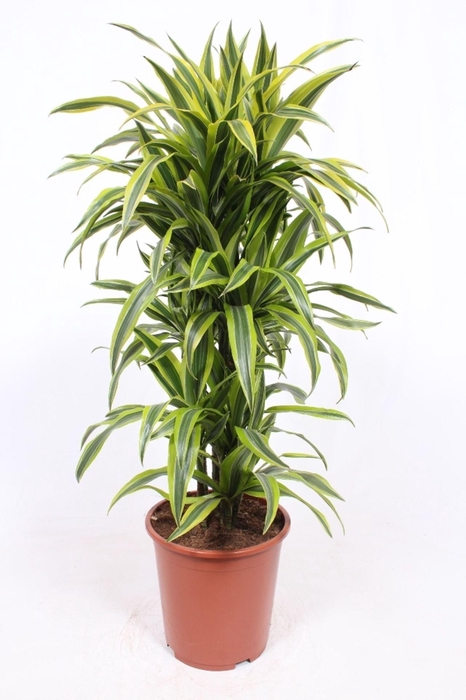 <h4>Dracaena Lemon Lime</h4>