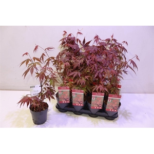 Acer Pa Atropurpureu