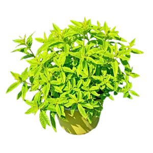 Bio tuinplanten Citroenverbena