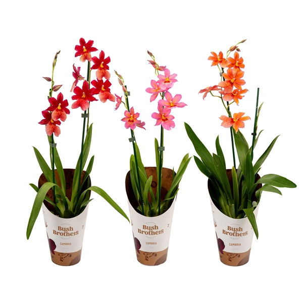 <h4>Cambria Nelly 2 tak mix 12 cm</h4>