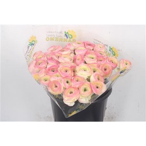 Ran.. Su Felicidade Extra