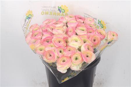 Ran Fr Su Felicidade