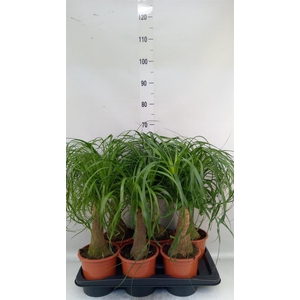 Beaucarnea recurvata