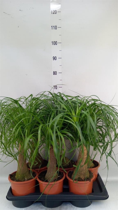 <h4>Beaucarnea recurvata</h4>