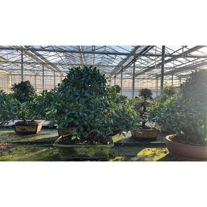 Ficus retusa, pot 57cm. Height 95cm.( single item)