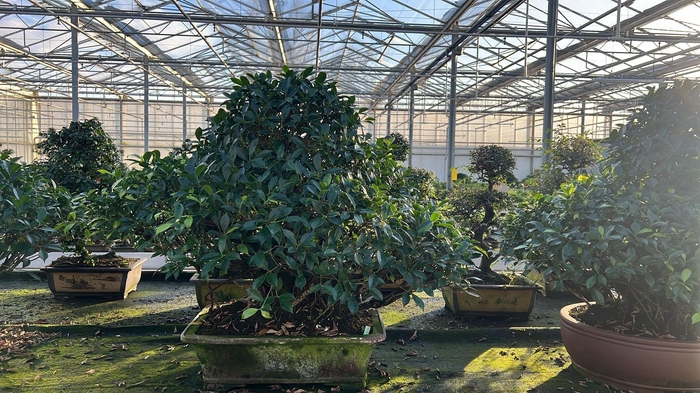 <h4>Ficus retusa, pot 57cm. Height 95cm.( single item)</h4>