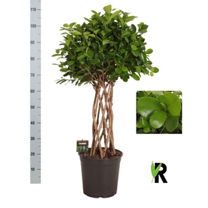 Ficus microcarpa 'Moclame'