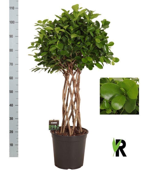 <h4>Ficus microcarpa 'Moclame'</h4>