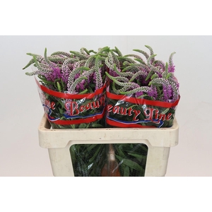 Veronica Skyler Pink