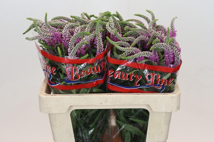 <h4>Veronica Skyler Pink</h4>