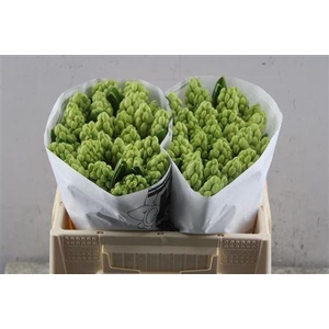 Hyac China White (hulst)