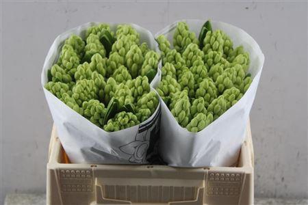 <h4>Hyac China White (hulst)</h4>