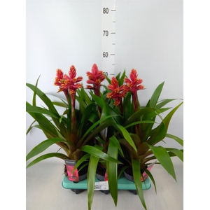 Guzmania   ...