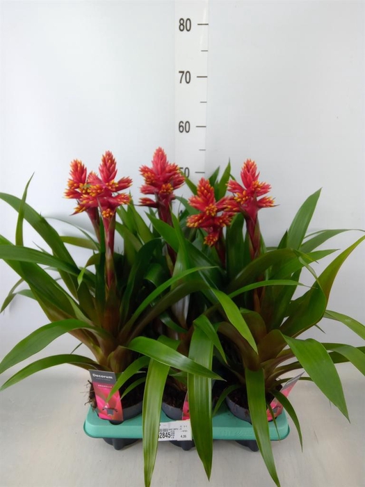 <h4>Guzmania   ...</h4>