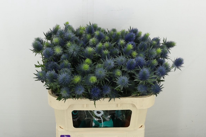 <h4>Eryn Supernova Qstar</h4>