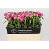 Paeonia Glory Hallelujah