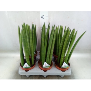 Sansevieria cyl.  ...