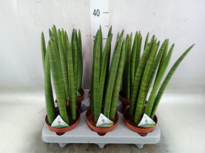 <h4>Sansevieria cyl.  ...</h4>