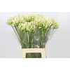 Agapanthus EYFORI White
