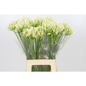 Agapanthus EYFORI White