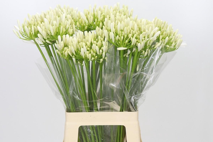<h4>Agapanthus EYFORI White</h4>