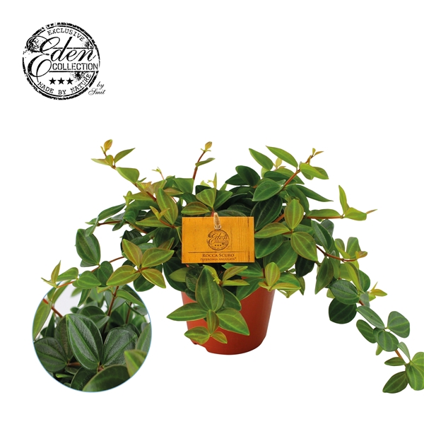 <h4>Peperomia Ang. Roc. Scuro 12cm</h4>