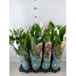 Spathiphyllum  'Sweet Chico'