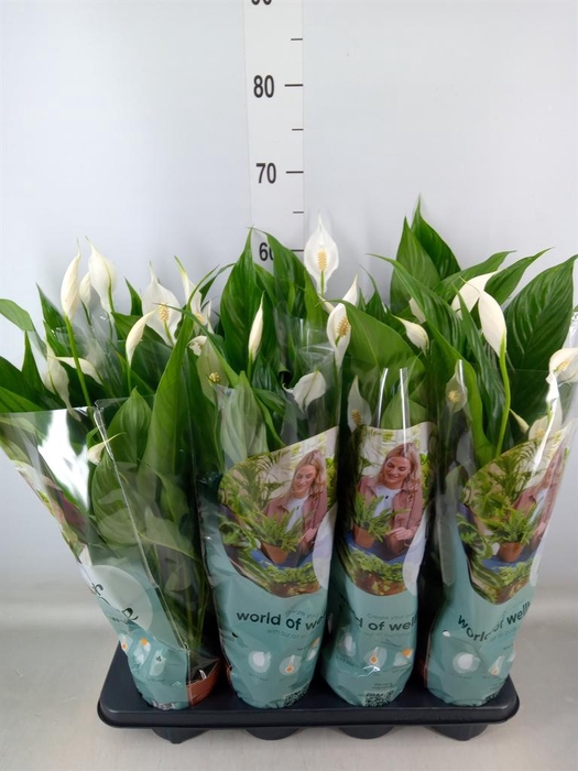 <h4>Spathiphyllum  'Sweet Chico'</h4>