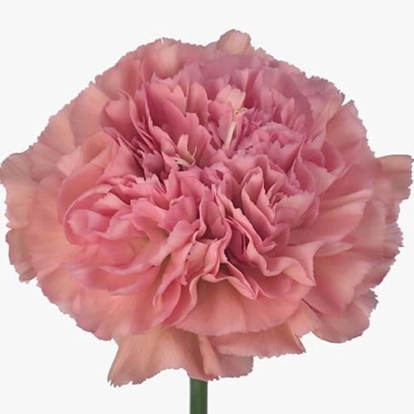<h4>DI ST Lege Pink</h4>