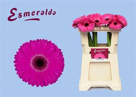 <h4>Ge Gr Purple Glow</h4>