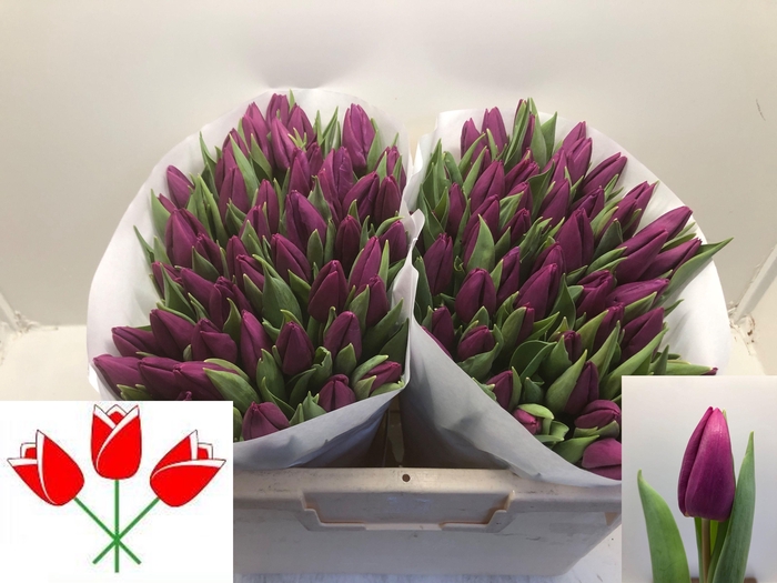 <h4>TU EN PURPLE PRINCE</h4>