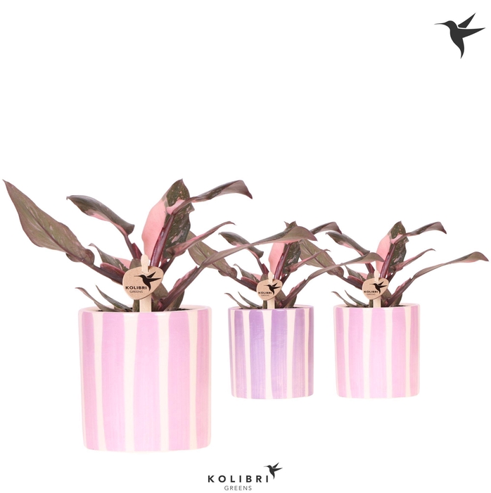 <h4>Kolibri Greens Philodendron pink Princess Marble in Painted Stripe pot pink mix</h4>