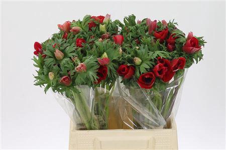 <h4>Anem Co Galil Rood</h4>