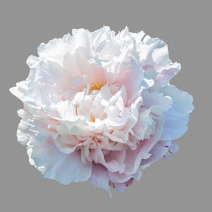 Paeonia Gardenia