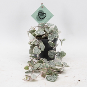 Ceropegia Woodii Variegata