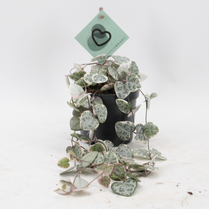 <h4>Ceropegia Woodii Variegata</h4>