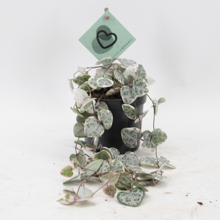 <h4>Ceropegia Woodii Variegata</h4>