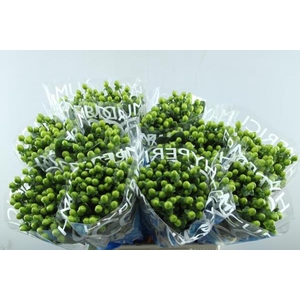 Hypericum Bamboo (groen)70cm