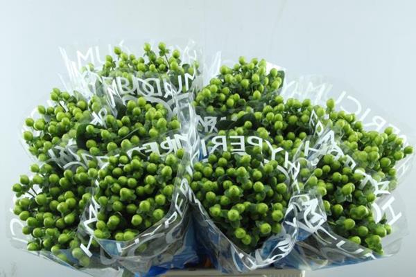 Hypericum Bamboo (groen)70cm