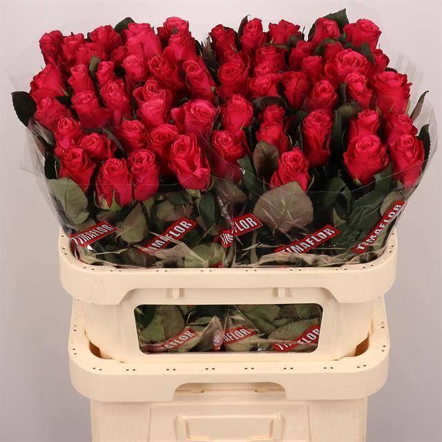 <h4>R GR TACAZZI+</h4>